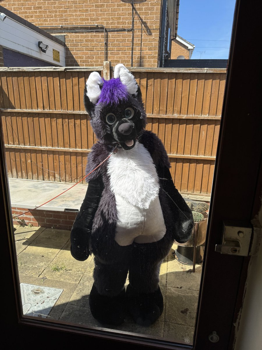 Skunkpet tweet media