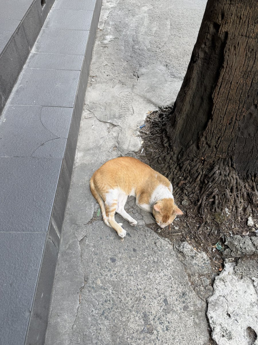 ivanbalingit's tweet photo. Long time no cat pic https://t.co/fVvMgQUwfz