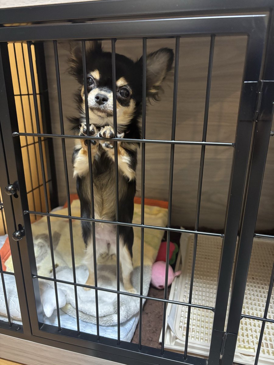 maimaiff14's tweet photo. 新しい家族が増えました🐕 ͗ ͗ ͗
お名前は【モモ】ちゃん
ヤーンのように元気に育ってね🐏𓂃𓈒𓂂 https://t.co/L6CJ1743oA