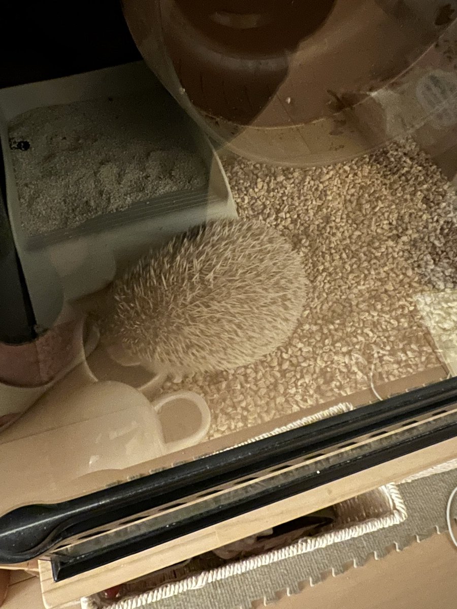 ケージのおまけ　確認写真 ケージをコーンリターで埋め尽くしてわかったこと 1. ところ構わず