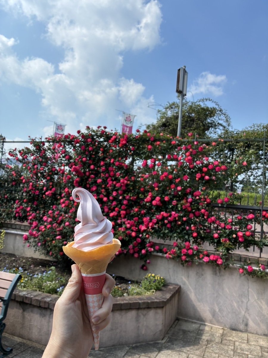 mith3847's tweet photo. 今日、数年ぶりに鹿屋バラ園に行ってきました🌹
めちゃくちゃ綺麗でしたが風が強くてゆっくり見れなくて残念😢
欲しかった🌹があったのでお持ち帰りしました😊

#かのやばら園
#イングリッシュローズ https://t.co/Kv9UuOzqZ3