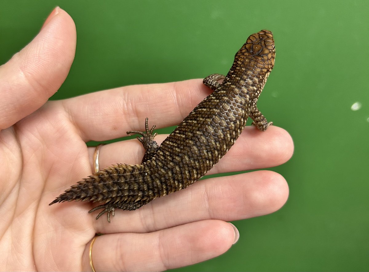 Reptiles shop Antille (爬虫類屋アンティル) tweet media