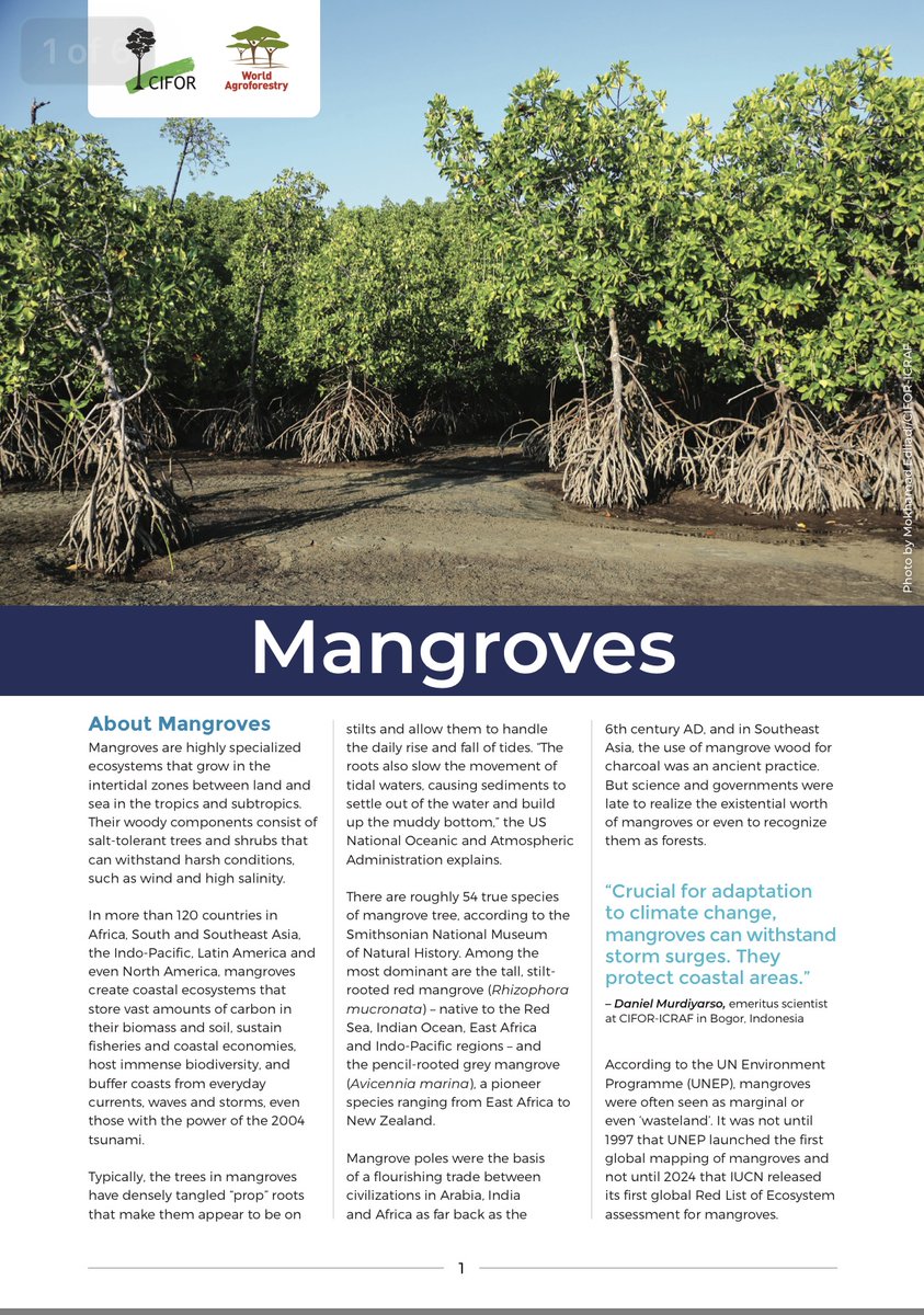 CIFOR_ICRAF's tweet image. #Mangroves thrive where land meets sea—storing carbon, supporting fisheries, and protecting coasts from waves and storms, even events like the 2004 Indian Ocean tsunami.

What’s at stake if they disappear?

Read:🔗 bit.ly/48yoU2S

#TreesPeoplePlanet