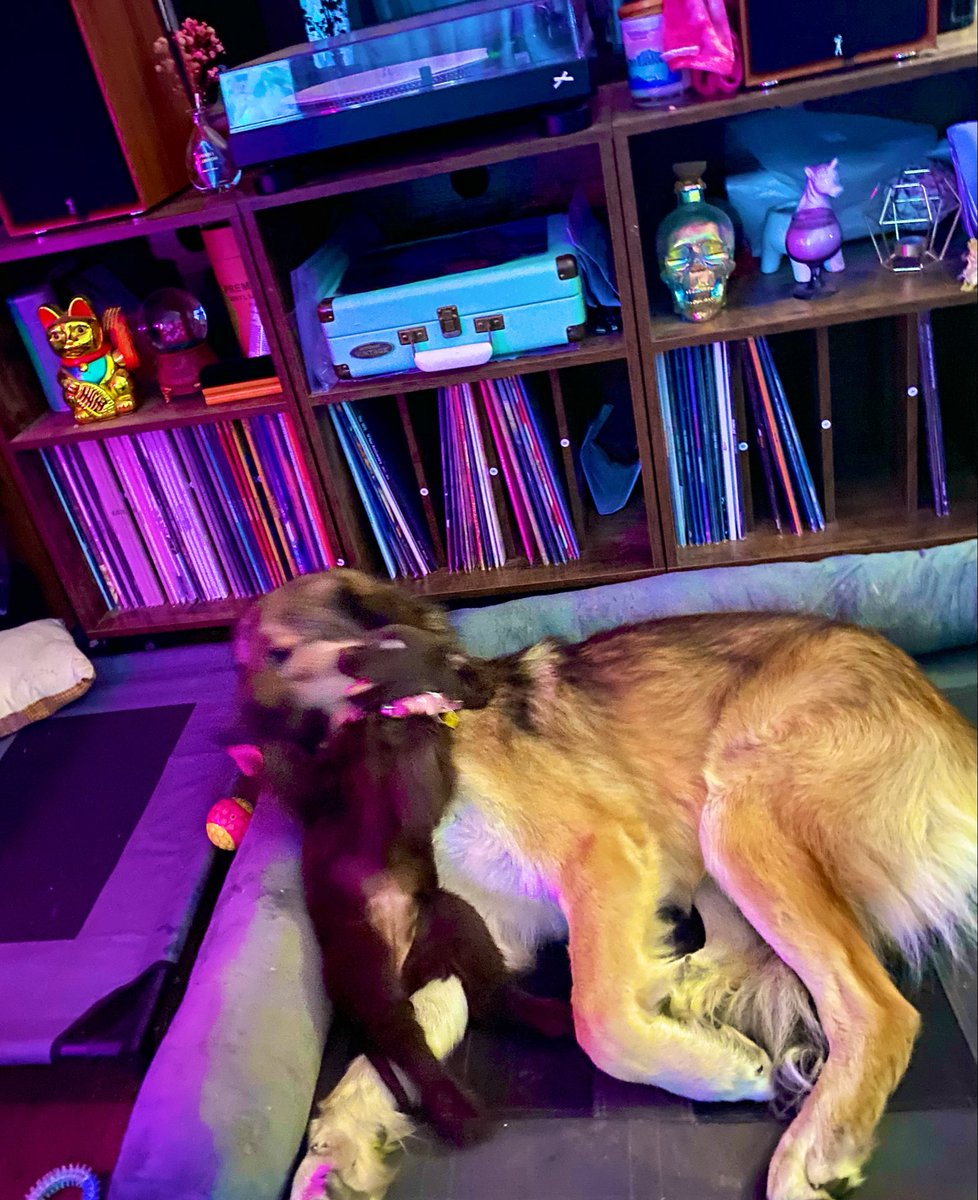 FungiSammie's tweet photo. Life with these two is going well 🥰🥰🥰
#Leonidas #Boudicca
#Alabai #Šarplaninac #Englishcockerspaniel https://t.co/dKrCQavI2v