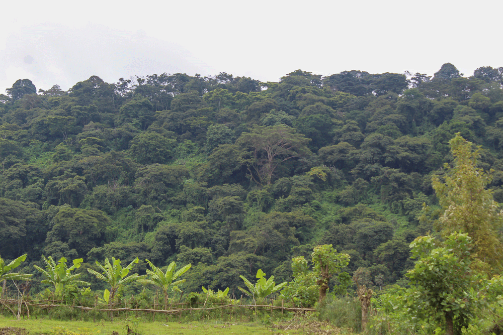 ECFF_09's tweet photo. From 25k ETB/year → 603k ETB.
Jafar Gezahegn removed khat, added coffee, avocado, honey &amp; veggies.
Result? A thriving farm &amp; a community hub. https://t.co/1FMRJwAbAT