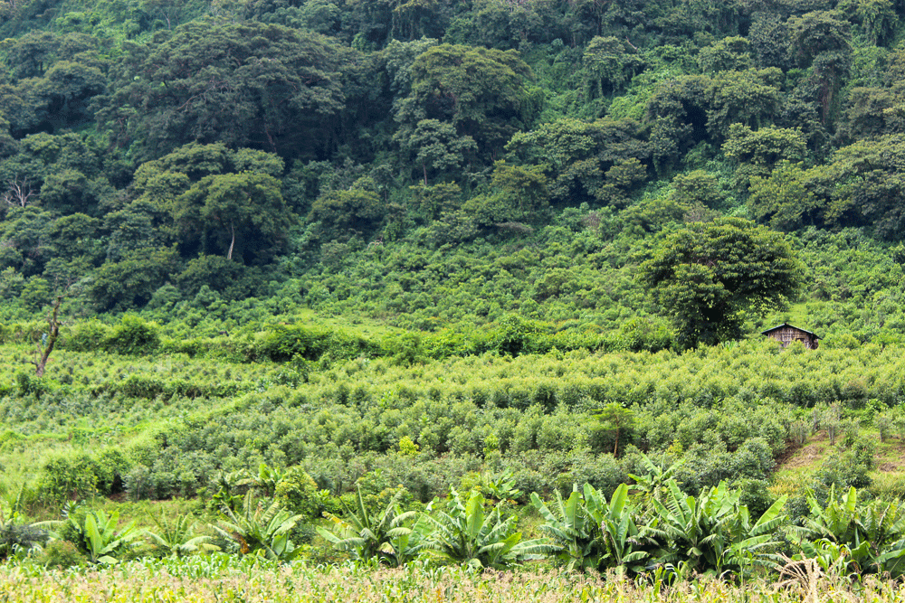 ECFF_09's tweet photo. From 25k ETB/year → 603k ETB.
Jafar Gezahegn removed khat, added coffee, avocado, honey &amp; veggies.
Result? A thriving farm &amp; a community hub. https://t.co/1FMRJwAbAT