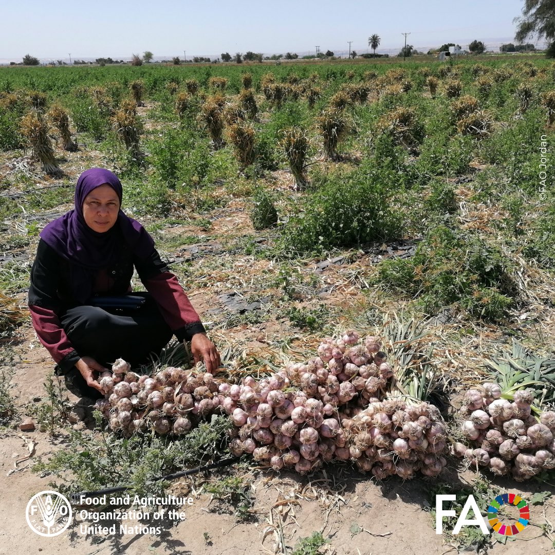 FAOJordan's tweet image. On #LabourDay,we celebrate hardworking #FoodHeroes of #Jordan! 🇯🇴👩‍🌾 🚛👨‍🍳

In partnership with the government &amp;amp; partners, @FAO works to:
🌾 Create sustainable rural jobs
📚 Advance technical skills
🌱 Strengthen agri-food value chains
💡 Empower #women &amp;amp; #youth in the sector