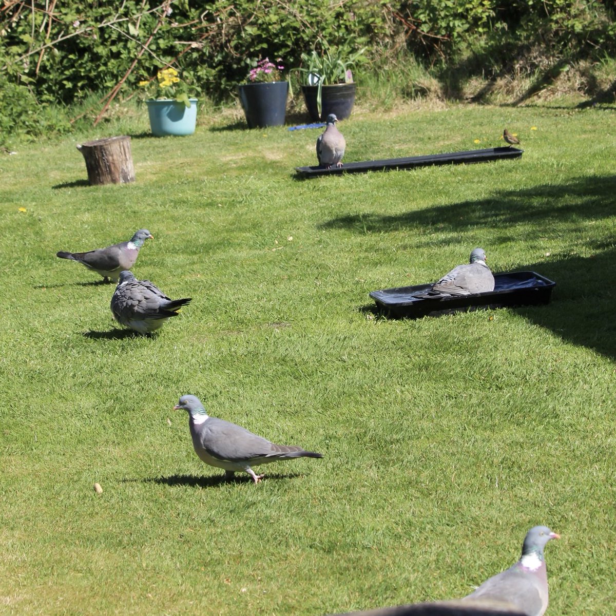 Boo’s Garden tweet media
