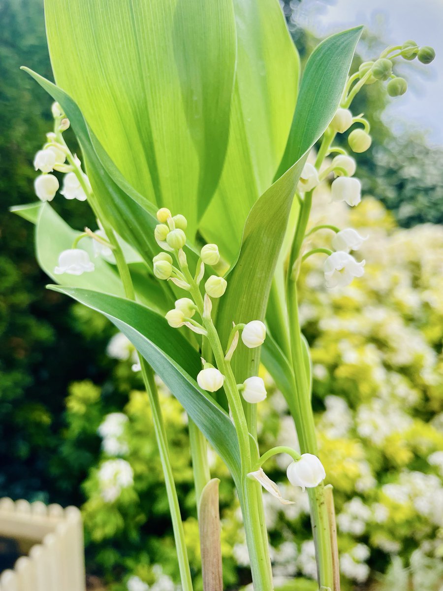 MikeLugan's tweet photo. Heureux et joyeux #1erMai 🍀! https://t.co/z1FBpSeXCw
