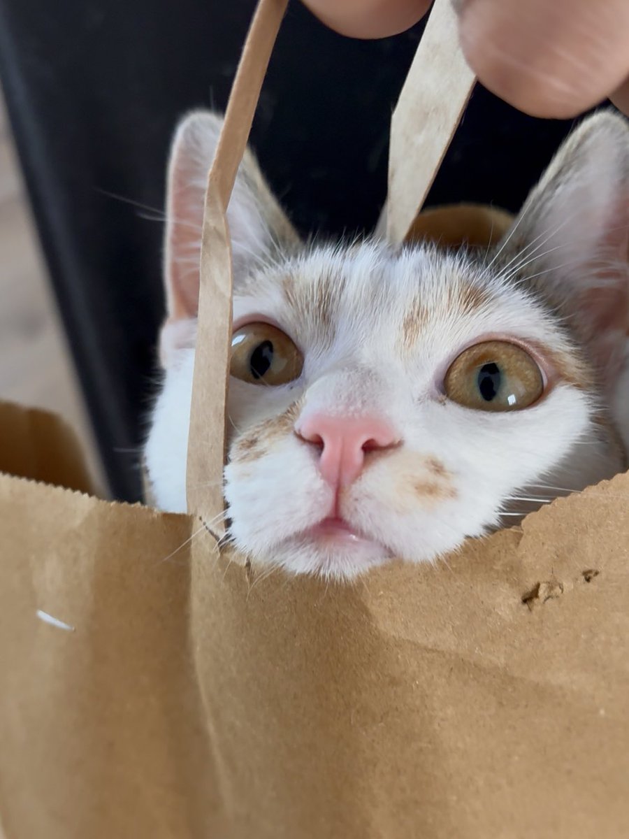 cat in a bag