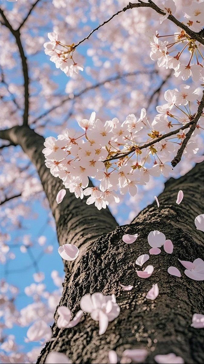 naz_shaina's tweet image. ⚘️Cherry blossom vibes only—no drama⚘️🫶🏻💋💋

#PositiveVibesOnly 
#SpringFlowers
#KindnessMatters 
#PeaceAndLove