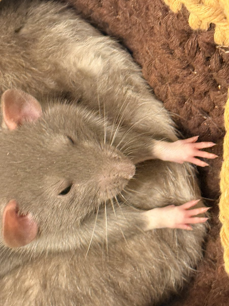 おこめω(🐀Lv.5) tweet media