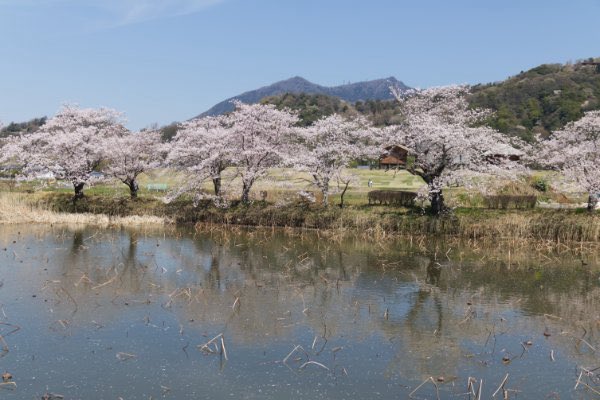 eridanus21's tweet image. 茨城県の桜 🍙

#桜 #サクラ #Cherryblossom 
#flower #flowerphotography #花 #花写真 #花写真が好きな人と繋がりたい #花写真を撮るのが好き #花が好き #花が好きな人と繋がりたい #botanical #botanicalgarden #植物 #植物園 

🌸