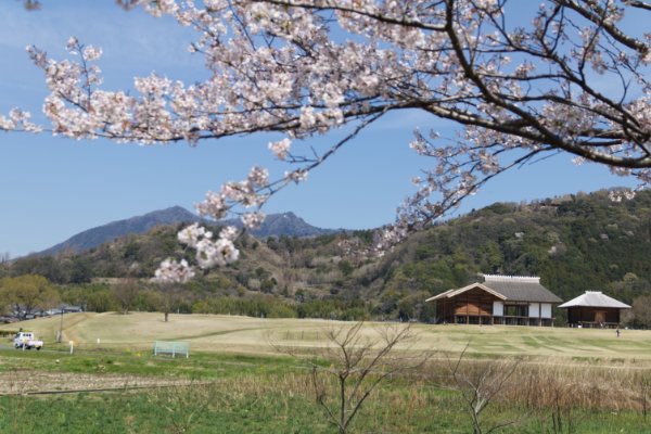 eridanus21's tweet image. 茨城県の桜 🍙

#桜 #サクラ #Cherryblossom 
#flower #flowerphotography #花 #花写真 #花写真が好きな人と繋がりたい #花写真を撮るのが好き #花が好き #花が好きな人と繋がりたい #botanical #botanicalgarden #植物 #植物園 

🌸