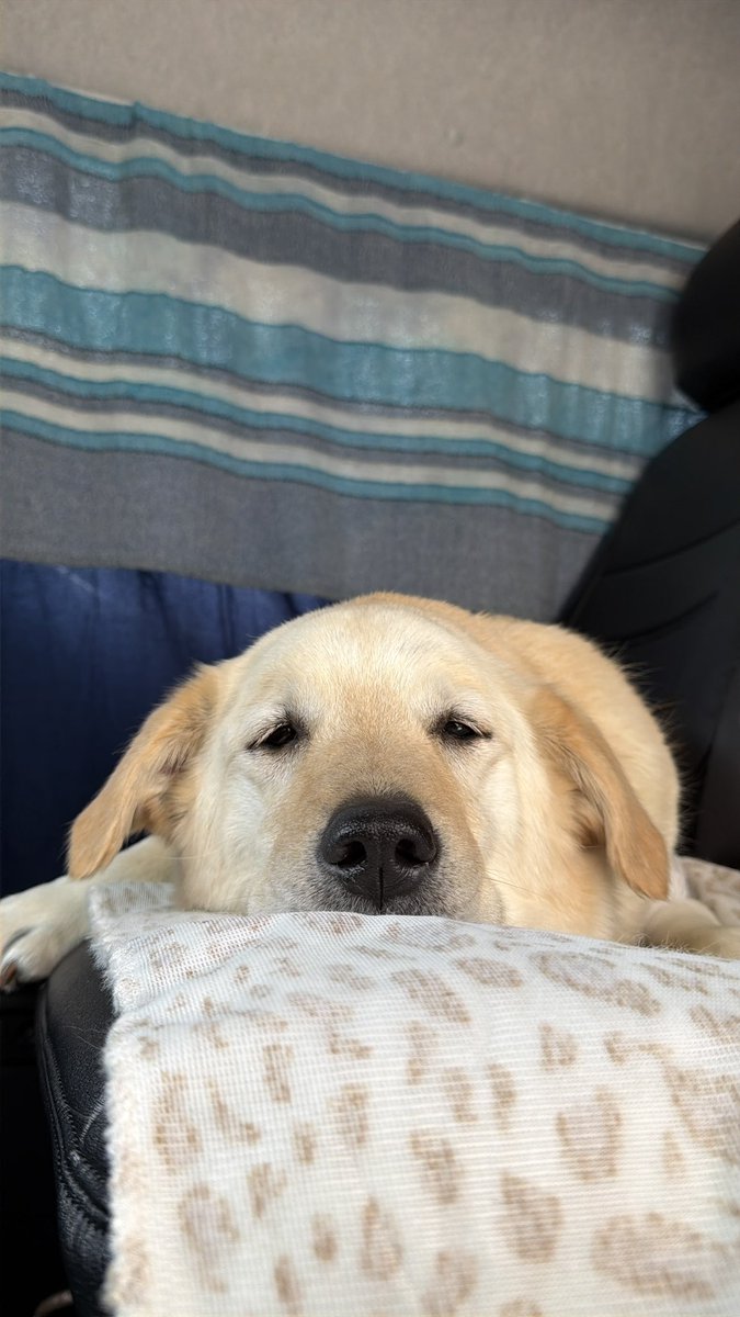 現在は過保護犬クーの日常 tweet media