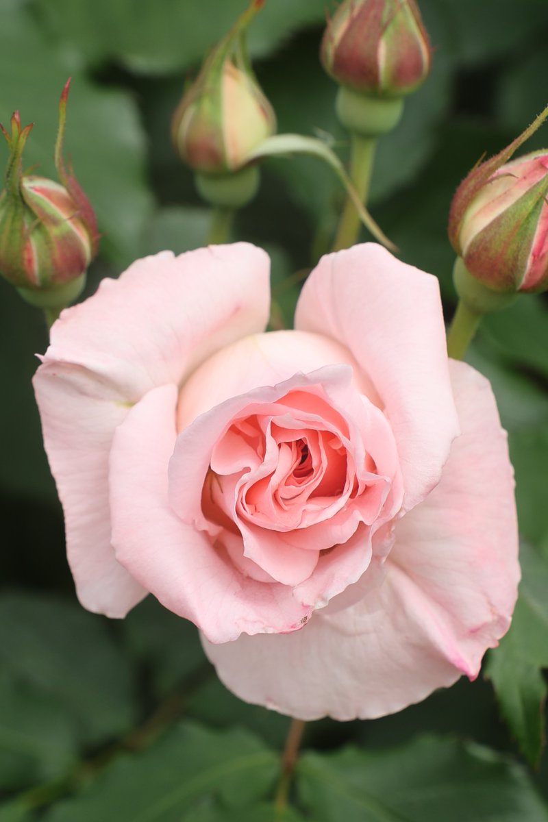 gontanokoneroku's tweet image. Rose 😊 

#Rose #Flowers