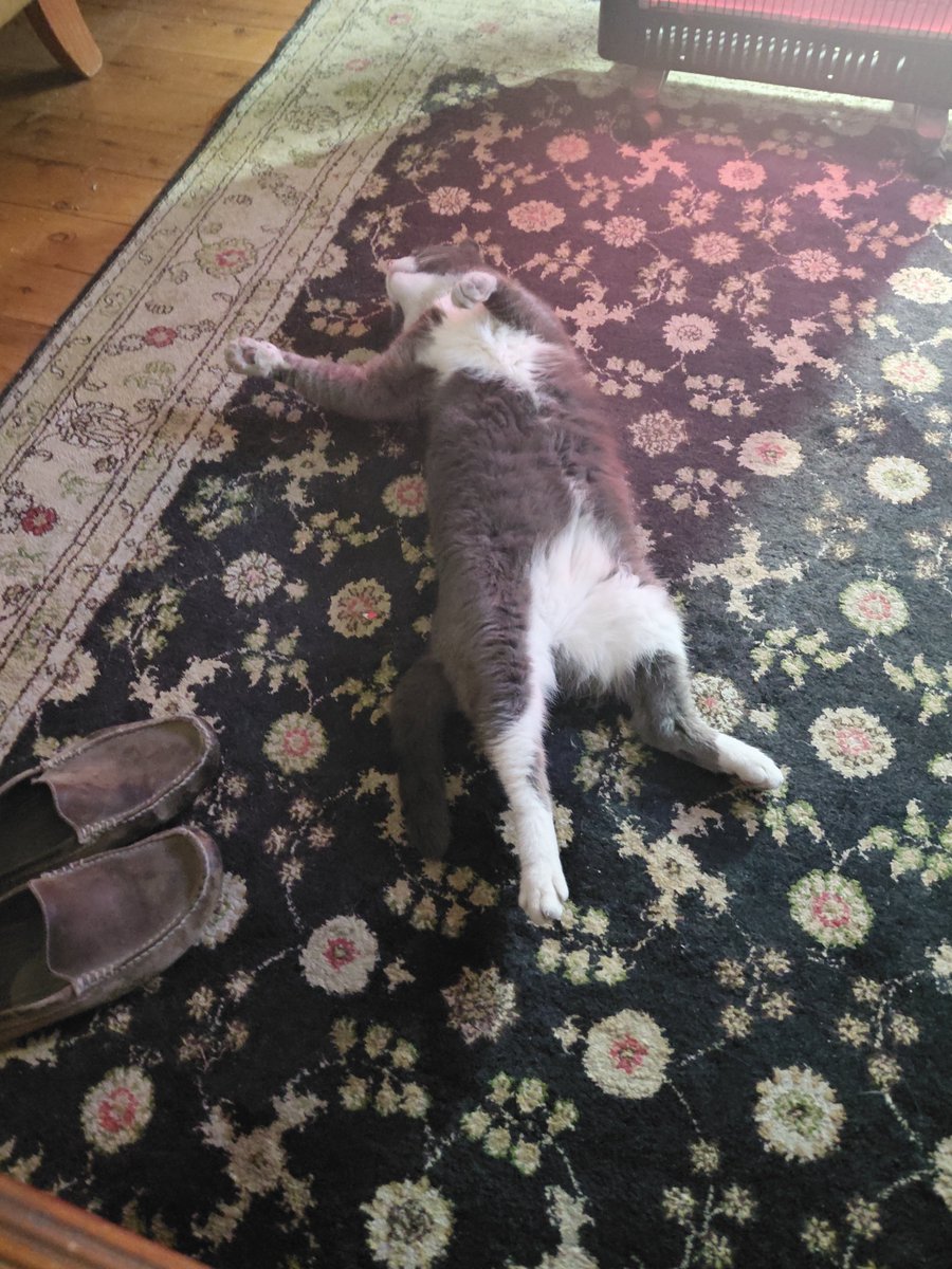 MLoParis's tweet image. In meaningless news..... When yoy go out ..... The Beast gets p*ssed off tired ....... #Friday Hilarious!