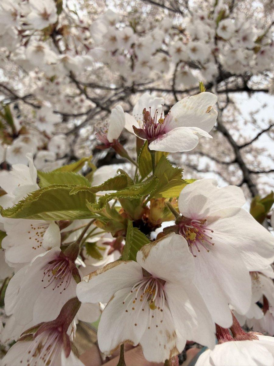 夕希菜 tweet media