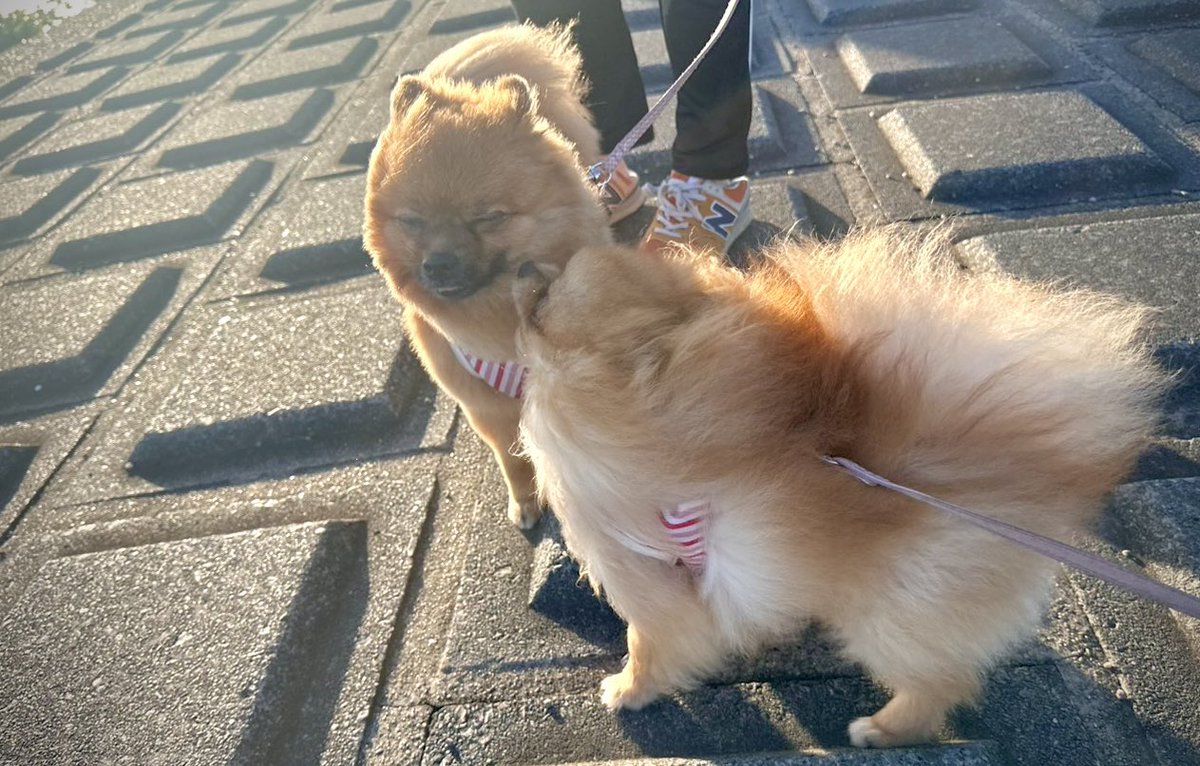 rin_sakazuki's tweet image. 家族に癒しをありがとう♡
って感じ。

2代目愛犬が旅立ってから、
悲しむ母と出掛けたショップで
この2匹と出会い🤝

『もう一度育ててみよう！』って
決断できてよかったよ😂☺️♡
#実家 #愛犬 #愛 #2歳と11ヶ月🐶