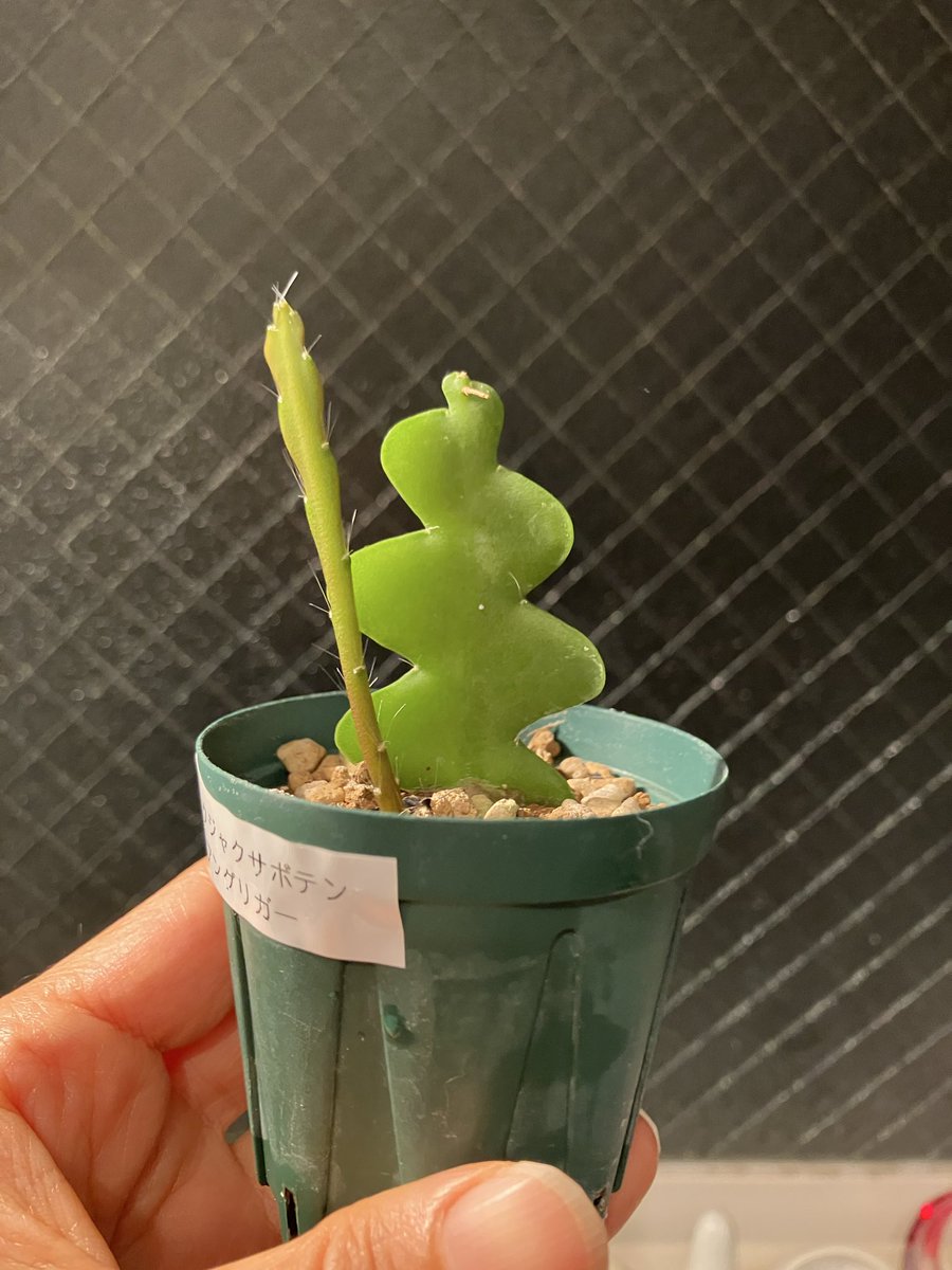 王様ランキング】に出て来た、“カゲ”のお友達かな…🗡️🌵？