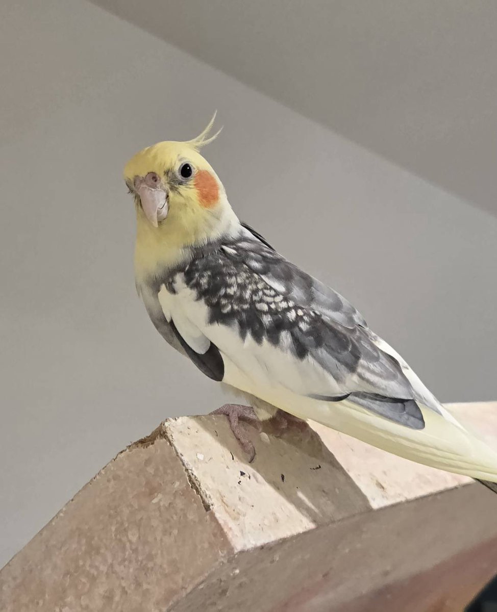kotoricafe_u's tweet photo. 【お知らせ】

このたび、モフスタッフのオカメインコ、アルムとぴ���け2羽が諸事情によりことりカフェを引退することとなりました。

短い間でしたが、たくさんのお客様に可愛がっていただき、本当にありがとうございました。

→ https://t.co/NFKboDhptL