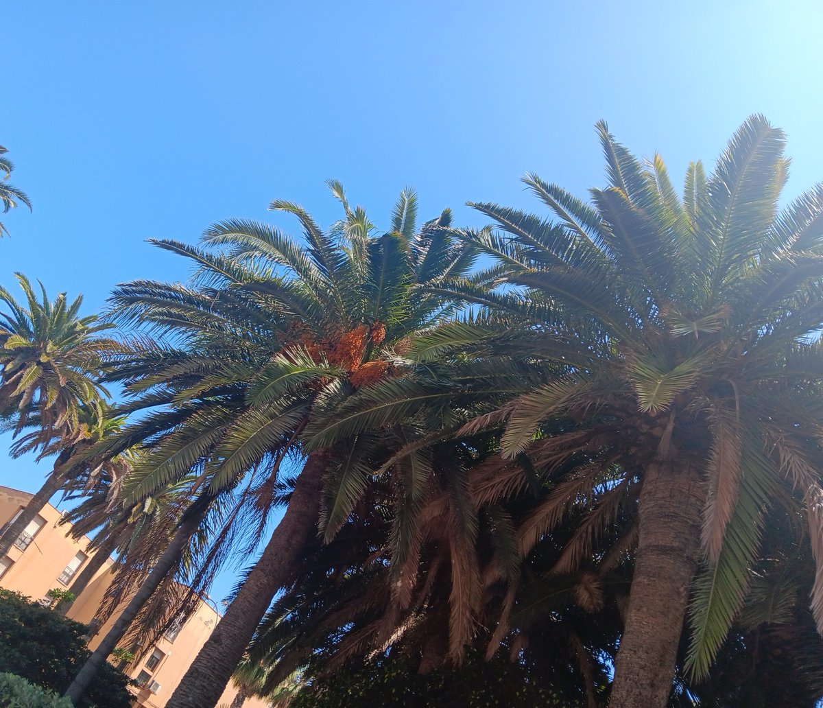 rachellelabella's tweet image. Endlich strahlend blauer Himmel und Sonne satt 🌞 Heute geht es für einen ausgedehnten Spaziergang an den Strand. #Urlaub