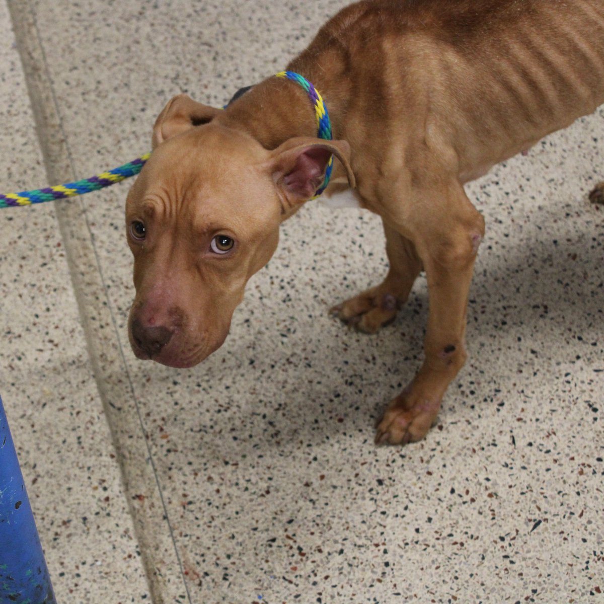 Pennsylvania SPCA tweet media