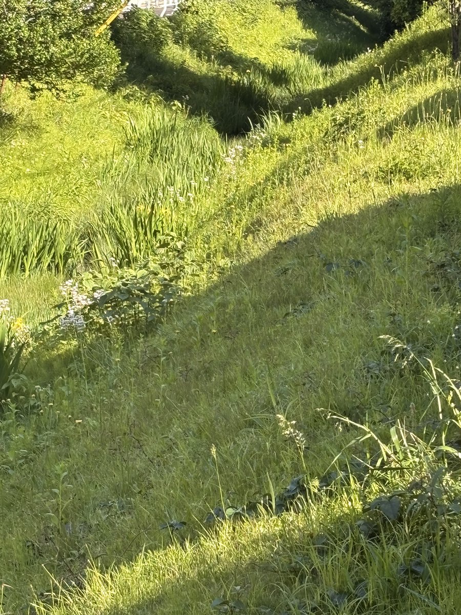 すっかり晴れた昼。雨で潤いつつ光に照らされてキラキラの緑たち。この時期の、木々や草花のうわぁーい！なエネルギーがとても好き。ああ、いいなあ。初夏。
空気が気持ちがいい。

と、いう気持ちと。

こいつら、花粉飛ばすんだよなぁ。
滅せよ…

という気持ちは同時に存在することができます。