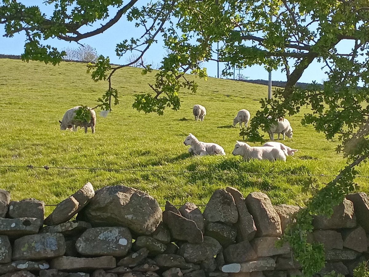 CorporalLittle's tweet photo. It's May, a new month and a fresh start. Spring is definitely here, Happy Beltane (Celtic pagan festival of Spring) https://t.co/I9Ie4p7C42