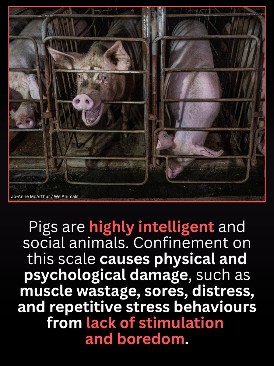 Vegan FTA tweet media