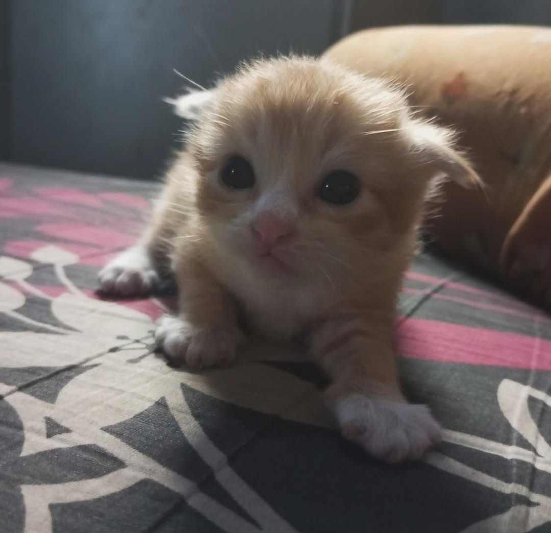 Daily Cat Posts tweet media