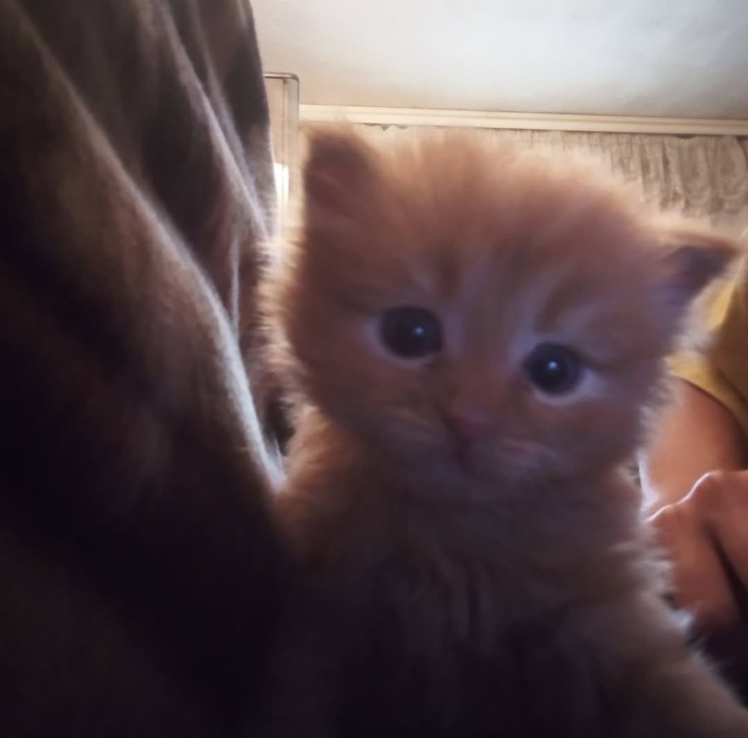 Daily Cat Posts tweet media
