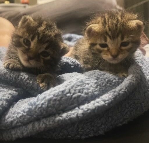 Daily Cat Posts tweet media