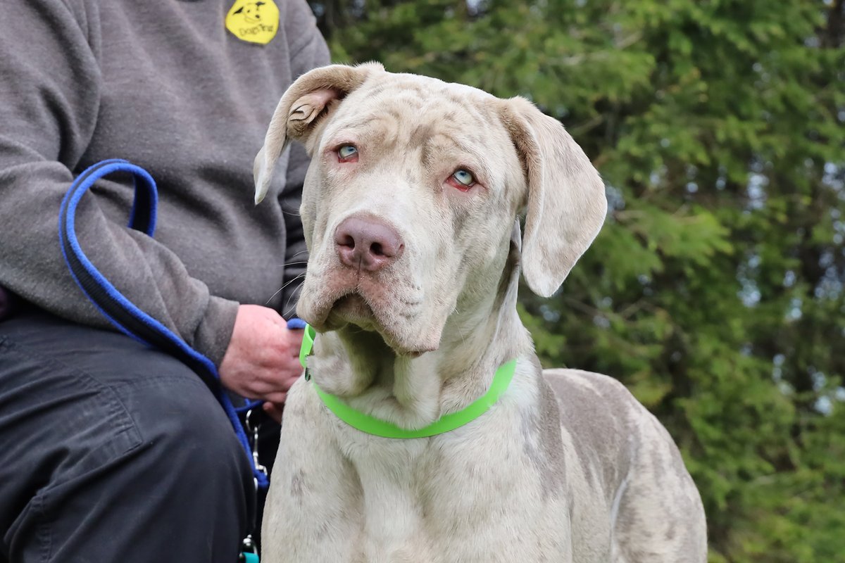 Dogs Trust Leeds tweet media