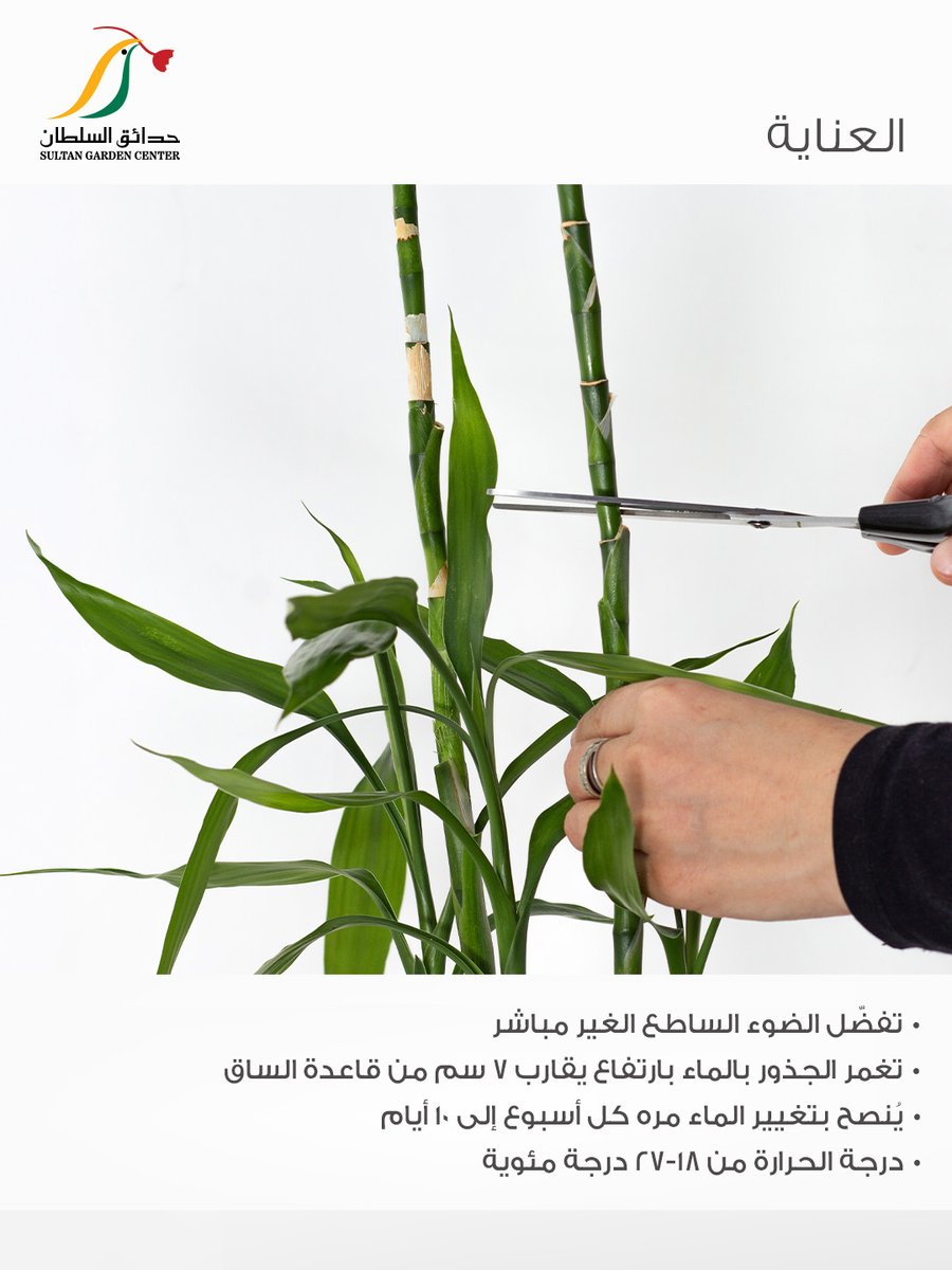 حدائق السلطان tweet media