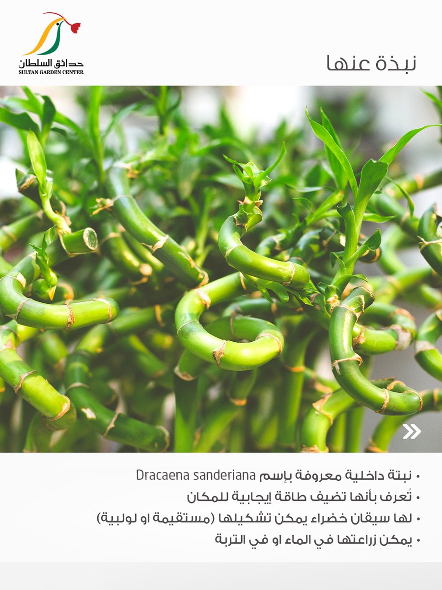 حدائق السلطان tweet media