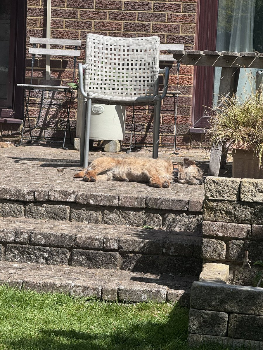 Sir Clapton Terrier tweet media