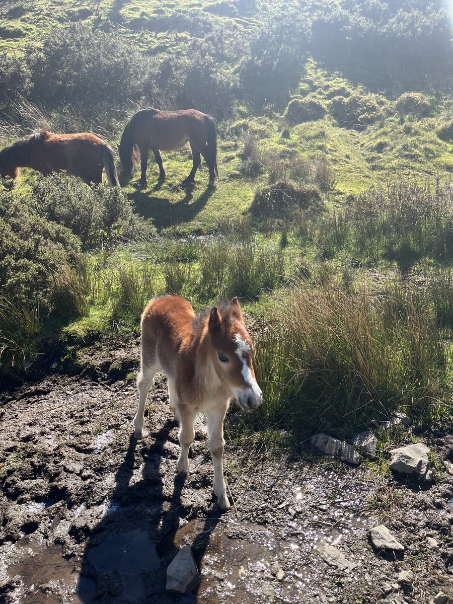 Scope78's tweet photo. Lovely walk yesterday #longmynd #churchstreeton met quite a few new additions to the #wildponies https://t.co/IVVm3dyuZB