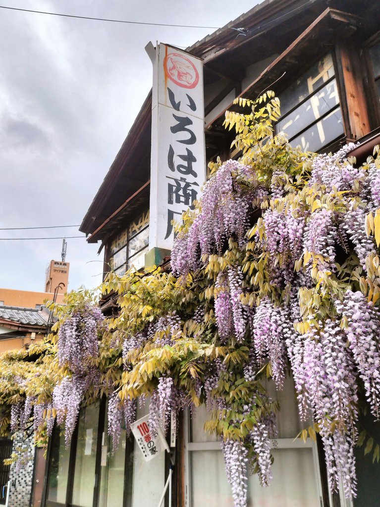 coi_san's tweet photo. いろは商店の藤、満開。
2026/04/28撮影
#長岡市 https://t.co/cnY9vZ71uy