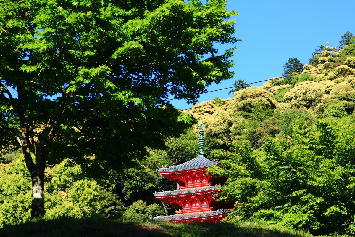Zundamon_Gifu's tweet photo. 岐阜市、金華山周辺がこの時期になるとイカとか栗の花みたいな臭いするからって言われてるけど、ツブラジイの花が満開だから岐阜市へおいでよ(・ω・) https://t.co/qaGJN8cLHL