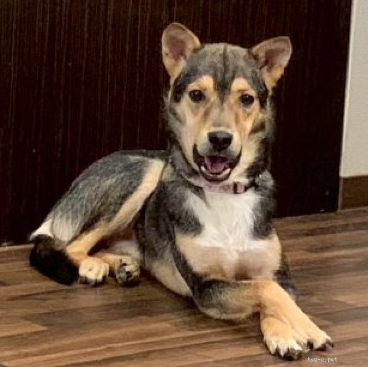 栃木県里親募集動物情報 tweet media