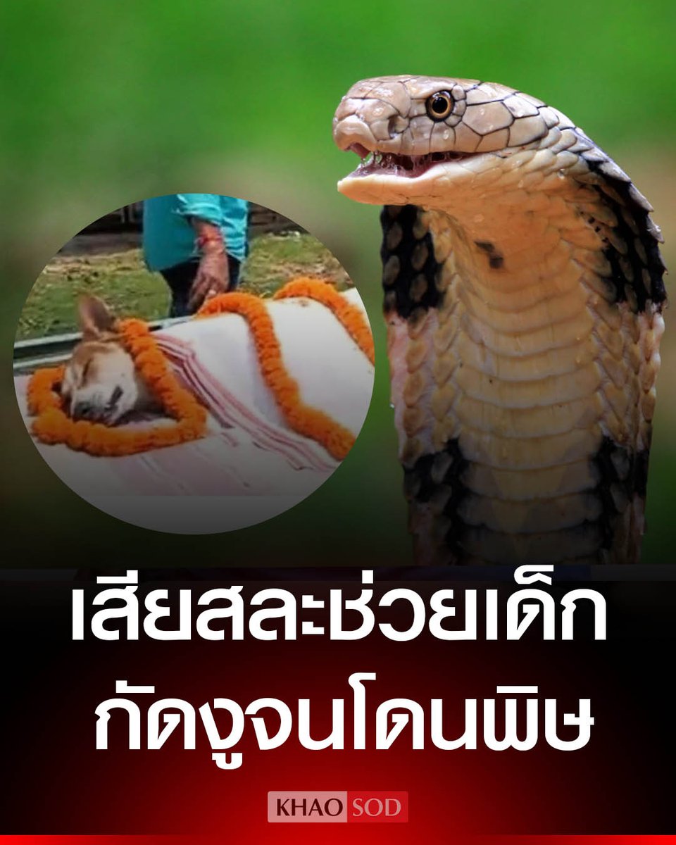Khaosodonline tweet media