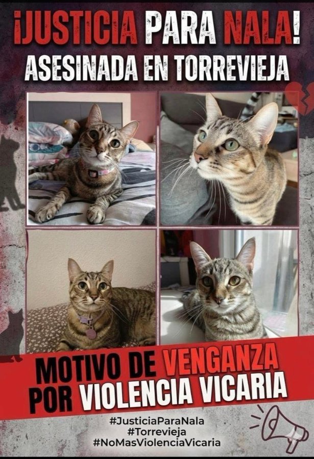 AmaregarDefensoraAnimalista, EcoFeminista tweet media