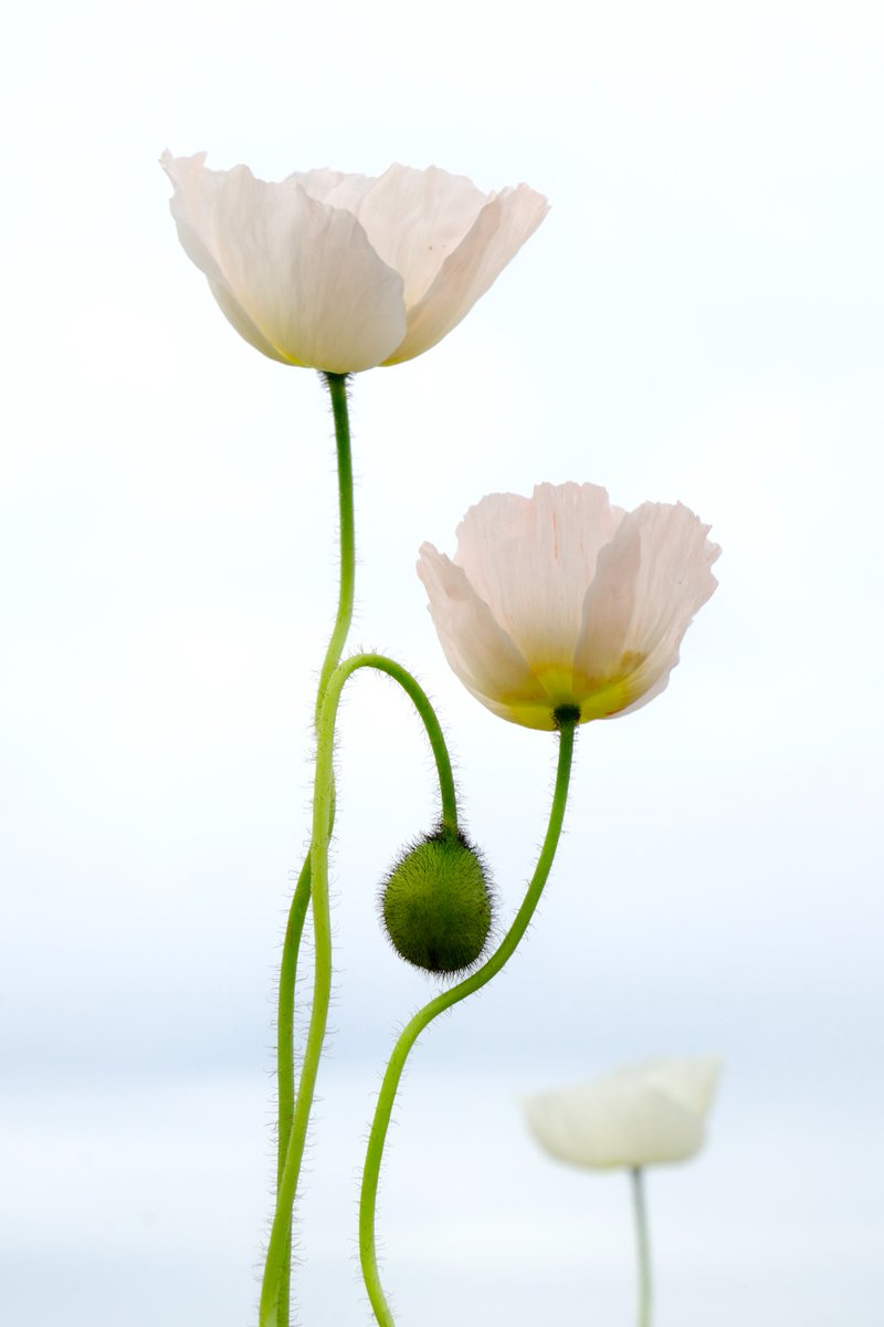 higemasa1950's tweet image. ポピー。
桜のあとはこのポピー。
やはりポピーの特徴は曲がりくねった軸と薄っぺらな花びら。
それと、なんともグロい蕾。
花だけではなく茎も楽しめるのはポピーだけ。
#万博記念公園 #FUJIFILM #X_T5