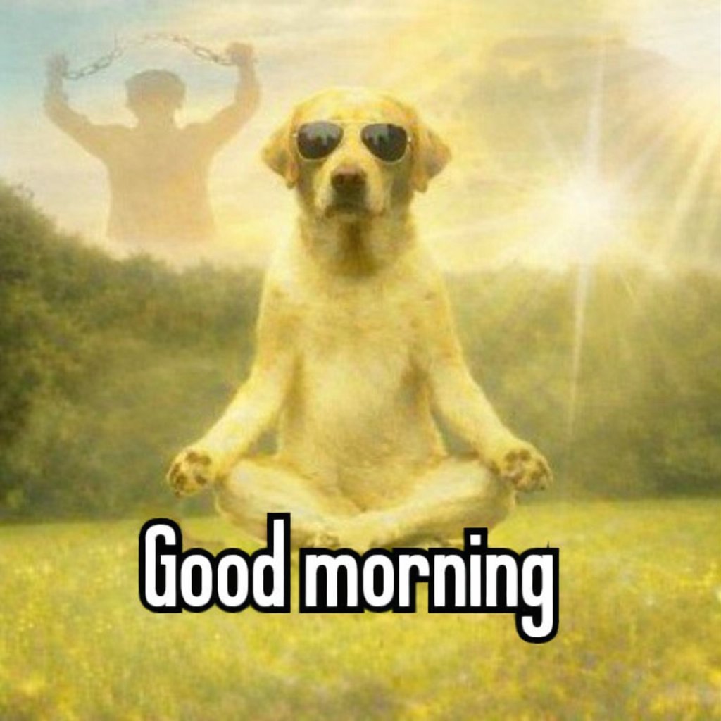 promise ($DOG ARC) tweet media