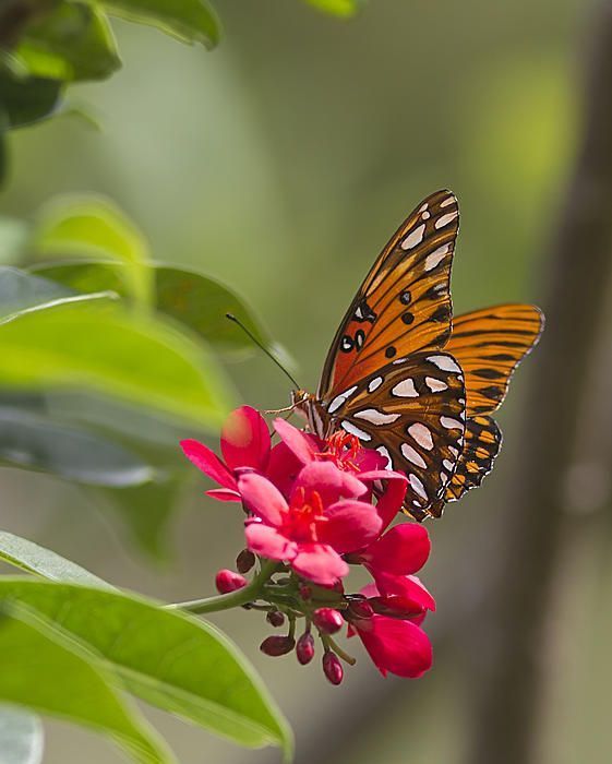 NatureBySolara tweet media
