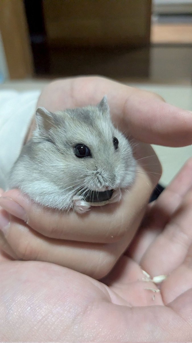 トキィ/50歳からの挑戦 tweet media