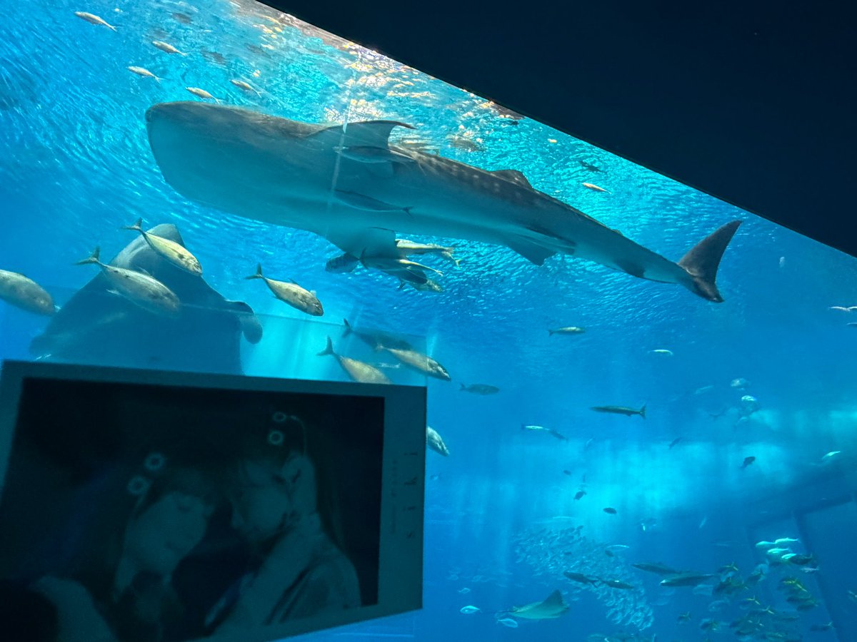 harmoeちゃん、美ら海水族館だよ