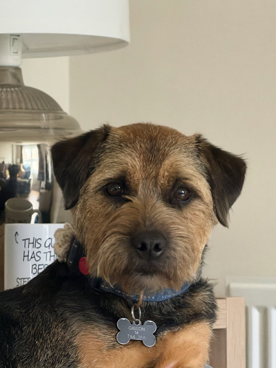 William and Bella (Border Terriers) tweet media