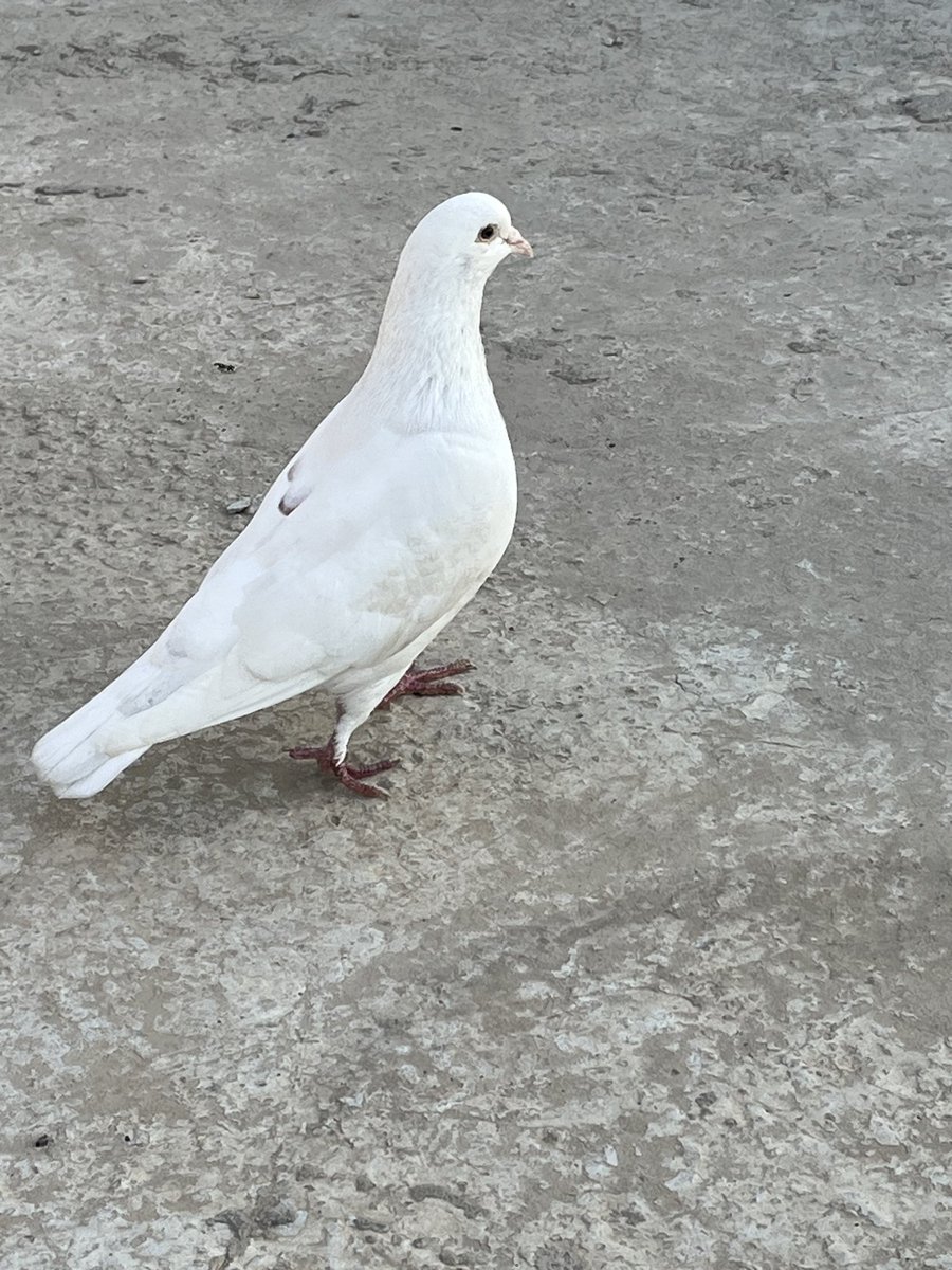 graphic100nasma's tweet image. 🕊️ A pure white dove of peace...

Look at this beauty that fills the heart with tranquility 🕊️✨

What do you think of its color?

💬 Leave your comment...

#pigeons #fancypigeons #birds #peace #white #nature #birds #pigeon #whitepigeon